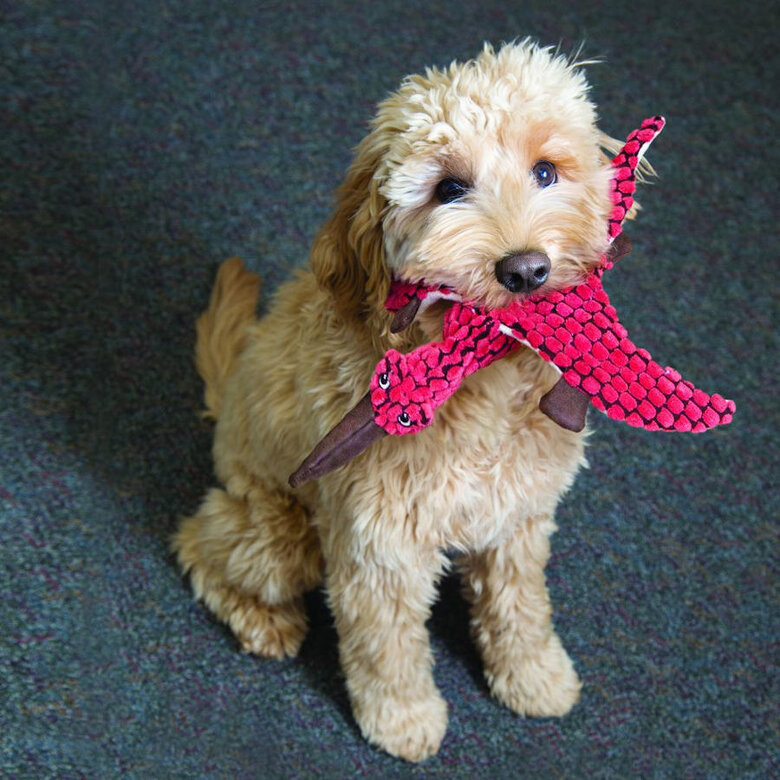 Kong Dynos Triceratops de peluche para cães,  Imagem número 1 Kong Dynos Triceratops de peluche para cães, , large Imagem número 1