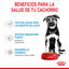 140 g Royal Canin Maxi Puppy Alimento húmido para cães, , large Indicador imagem número 4