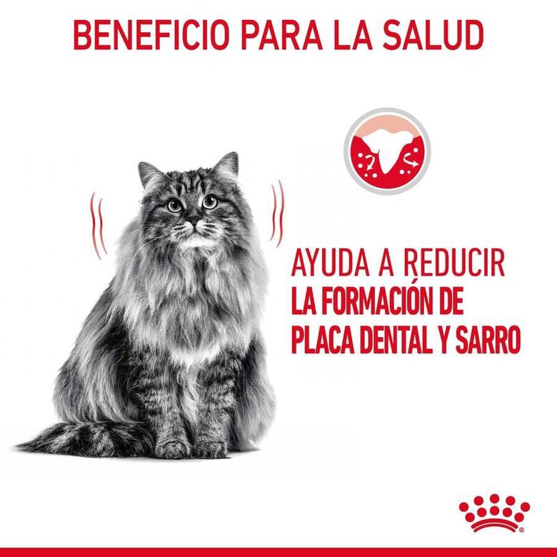 8 kg Royal Canin Adult Oral ração para gatos,  Imagem número 4 8 kg Royal Canin Adult Oral ração para gatos, , large Imagem número 4