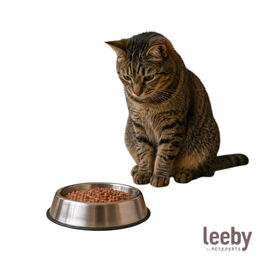 Leeby Comedouro em A&ccedil;o Inoxid&aacute;vel para gatos