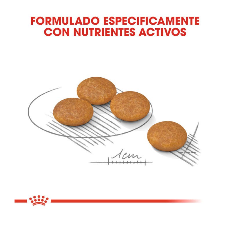 Royal Canin Dermacomfort Mini ração para cães,  Imagem número 4 Royal Canin Dermacomfort Mini ração para cães, , large Imagem número 4