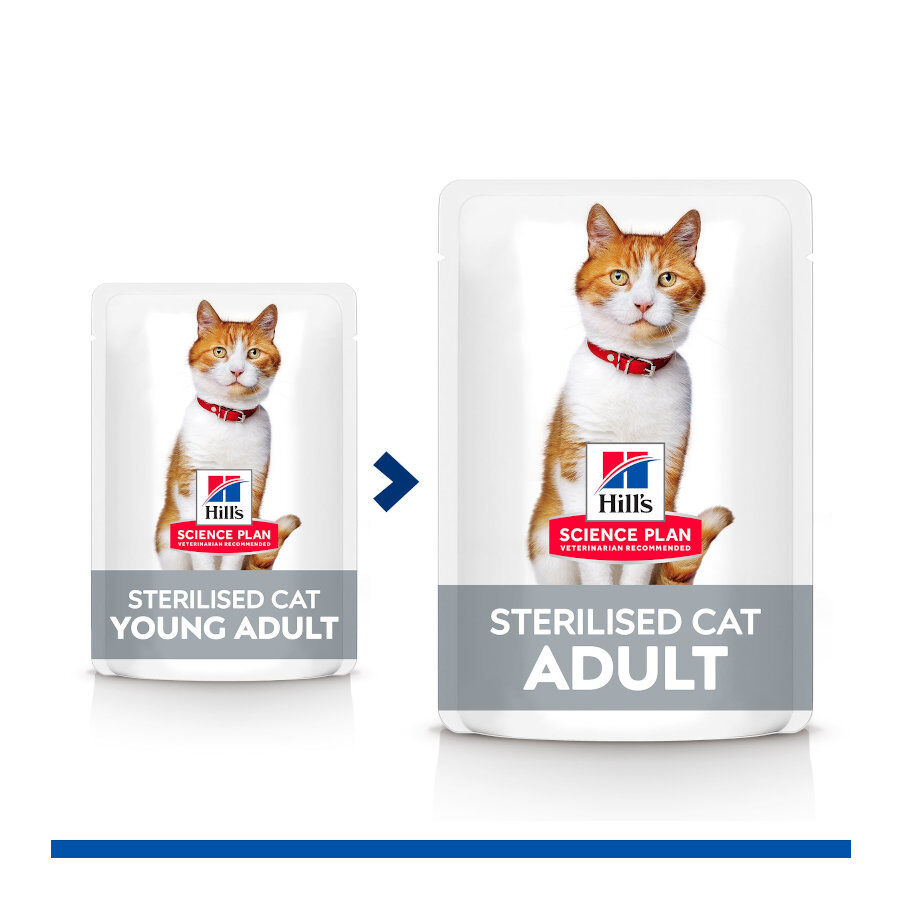 12 sobres x 85 g Hill's Science Plan Esterilizado Adulto Frango e Salm&atilde;o em Molho para Gatos, , large Imagem n&uacute;mero 6
