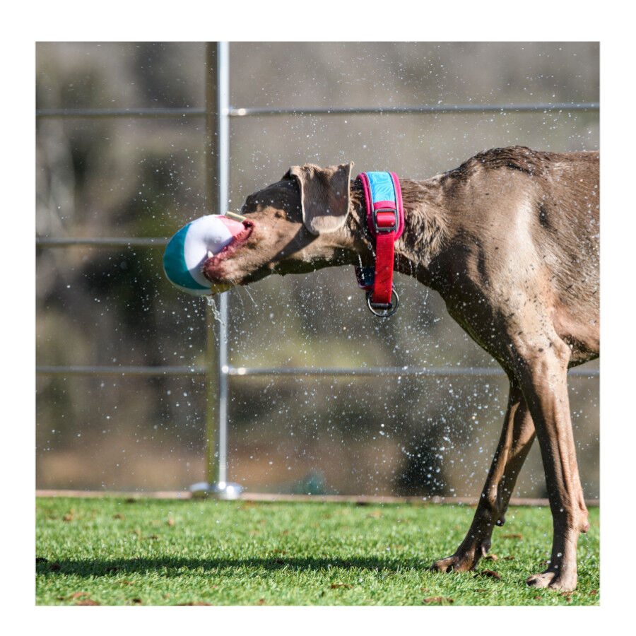 Freedog Cool Pro Tech Coleira Desportiva F&uacute;scia para c&atilde;es, , large Imagem n&uacute;mero 10