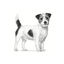 Royal Canin Anallergenic Small alimentação para cães, , large Indicador imagem número 3