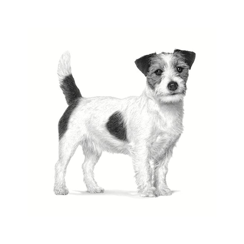 Royal Canin Anallergenic Small alimentação para cães,  Imagem número 3 Royal Canin Anallergenic Small alimentação para cães, , large Imagem número 3