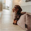 Hunter Boston Cozy Sofá Castanho para cães, , large Indicador imagem número 5