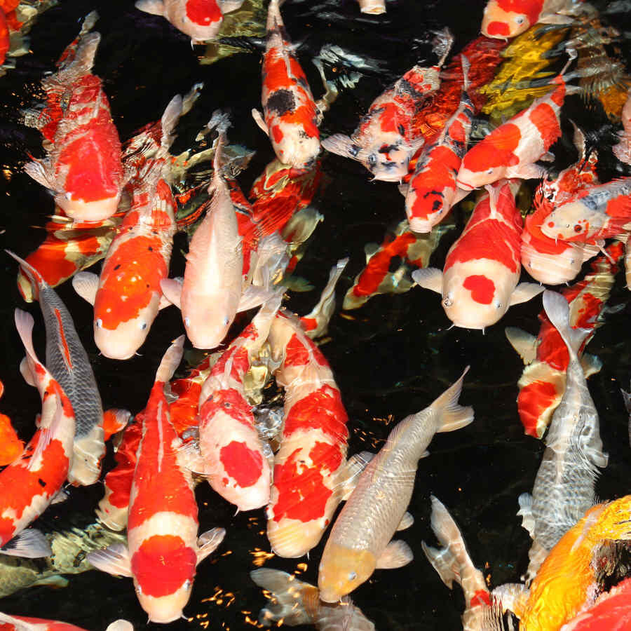 JBL ProPond Flakes Comida para peixe , , large Imagem n&uacute;mero 4