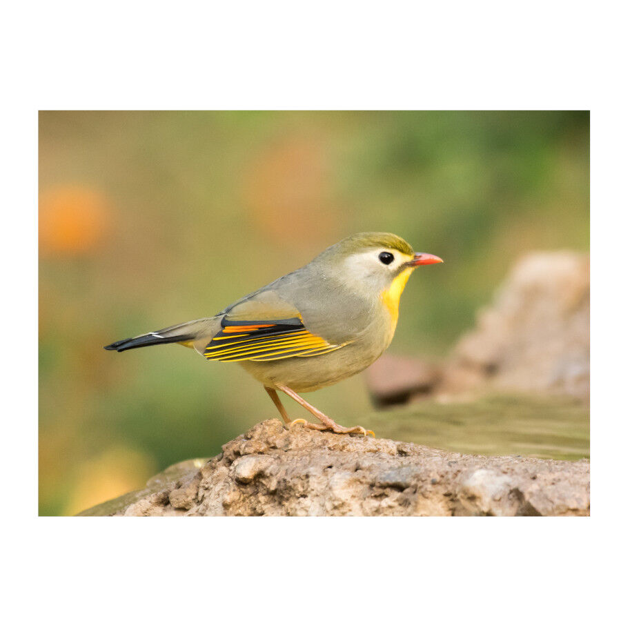 Beaphar vitaminas para estados de defici&ecirc;ncia de aves, , large Imagem n&uacute;mero 2