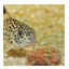 JBL Novotab Comprimidos para peixes, , large Indicador imagem número 5