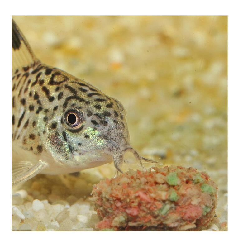 JBL Novotab Comprimidos para peixes,  Imagem número 5 JBL Novotab Comprimidos para peixes, , large Imagem número 5