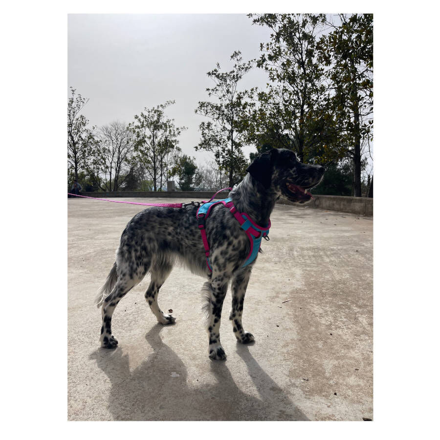 Freedog Cool Pro Tech Peitoral Desportivo F&uacute;scia para c&atilde;es, , large Imagem n&uacute;mero 6