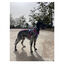 Freedog Cool Pro Tech Peitoral Desportivo Fúscia para cães, , large Indicador imagem número 6