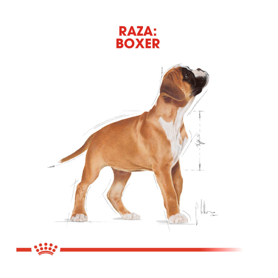 Royal Canin Puppy Boxer ra&ccedil;&atilde;o para c&atilde;es, , large Imagem n&uacute;mero 4