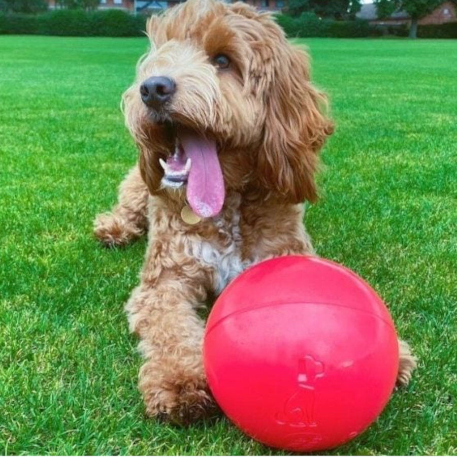 Coachi Boomer Ball bola para c&atilde;es, , large Imagem n&uacute;mero 2