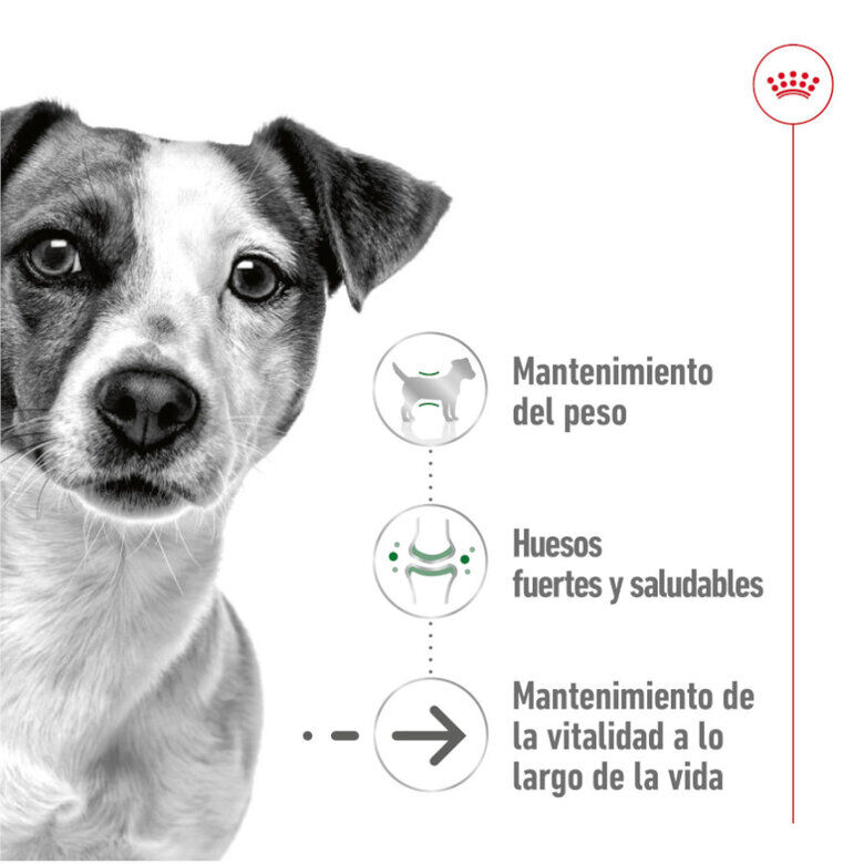 195 g Royal Canin Mini 8+ Ageing lata para c&atilde;es, , large Imagem n&uacute;mero 4