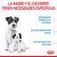 Royal Canin Mini Starter MothereBaby ração para cães, , large Indicador imagem número 5
