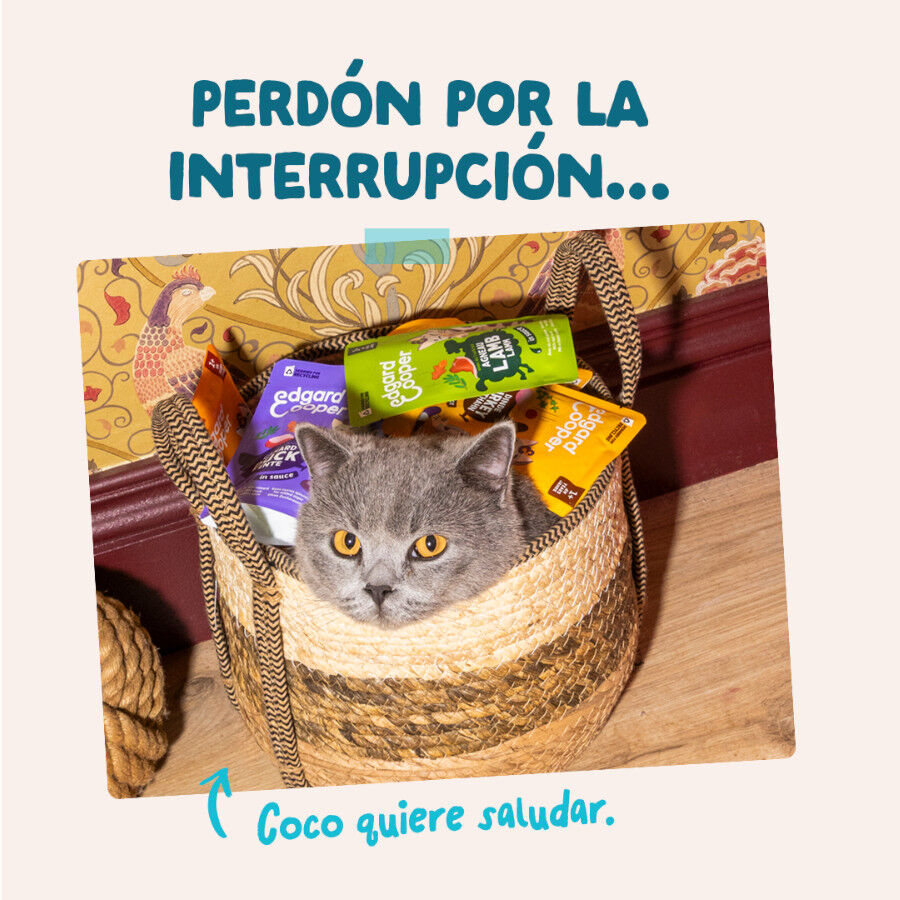 85 g Edgard & Cooper Comida h&uacute;mida de atum e frango em molho em saquetas para gatos, , large Imagem n&uacute;mero 8