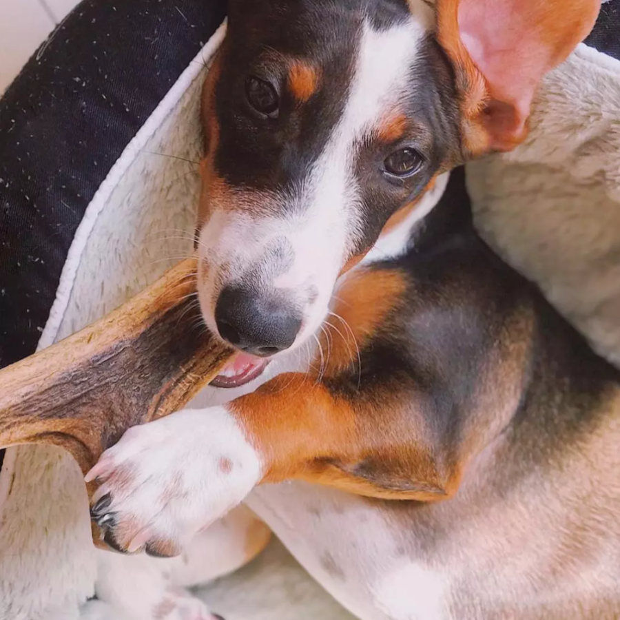 L Wild Balance Chifre de Cervo inteiro mastigador para c&atilde;es, , large Imagem n&uacute;mero 2