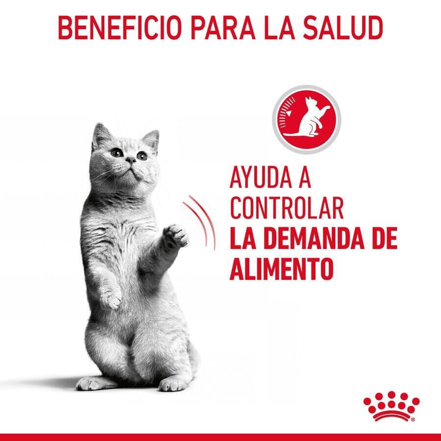 85 g Royal Canin Appetite Control Care molho saqueta para gatos, , large Imagem n&uacute;mero 7