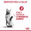 85 g Royal Canin Appetite Control Care molho saqueta para gatos, , large Indicador imagem número 7