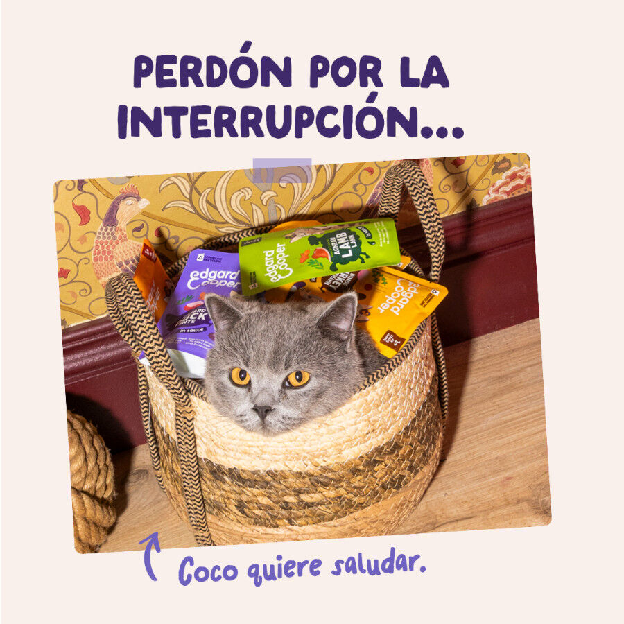 85 g Edgard & Cooper Comida h&uacute;mida de pato e peru em molho em saquetas para gatos, , large Imagem n&uacute;mero 8