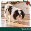 1 pacote Wonder Christmas Peda&ccedil;os de Frango Snacks para C&atilde;es, , large Indicador imagem n&uacute;mero 2