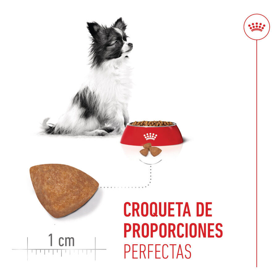 3 kg Royal Canin X-Small Puppy ra&ccedil;&atilde;o para c&atilde;es, , large Imagem n&uacute;mero 5
