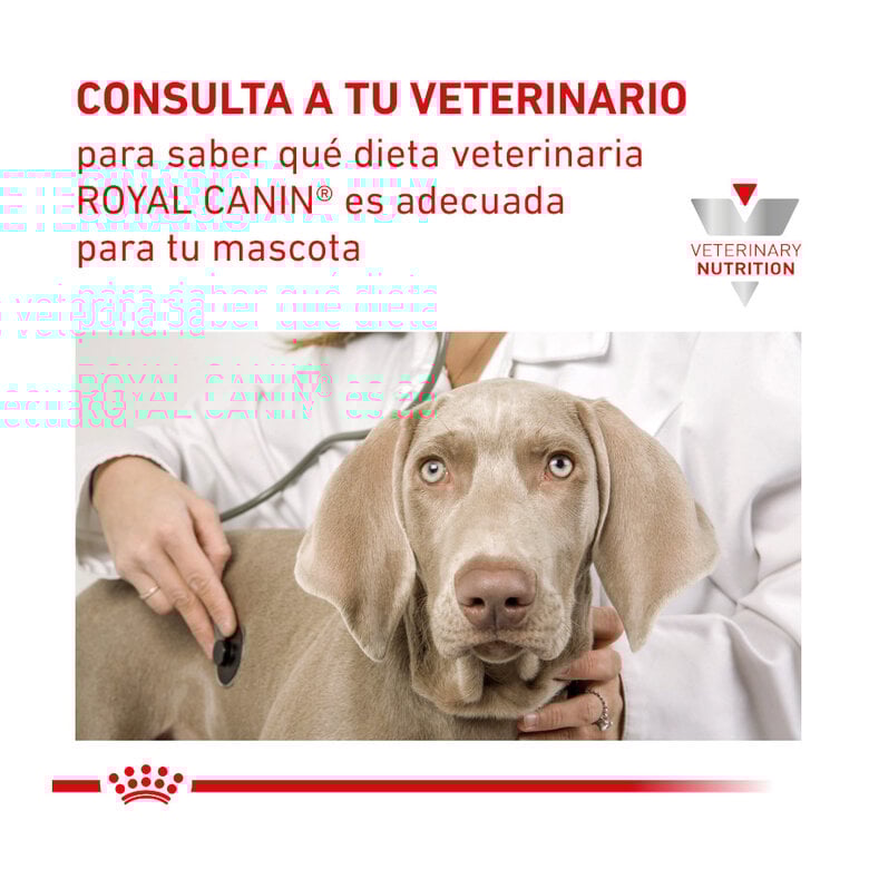 195 g Royal Canin Veterinary Recovery lata para gatos  ,  Imagem número 5 195 g Royal Canin Veterinary Recovery lata para gatos  , , large Imagem número 5