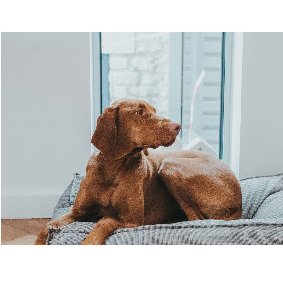 Hunter Lancaster Cama Cinzenta para c&atilde;es, , large Imagem n&uacute;mero 2