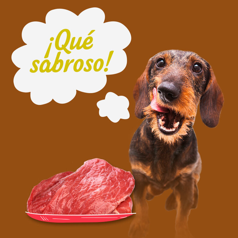 6 latas x 400 g Start! Adulto Frango, Vitela e Cordeiro em Molho lata para cães,  Imagem número 4 6 latas x 400 g Start! Adulto Frango, Vitela e Cordeiro em Molho lata para cães, , large Imagem número 4