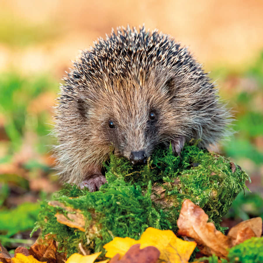 Beaphar Alimento Completo para Ouri&ccedil;os, , large Imagem n&uacute;mero 3