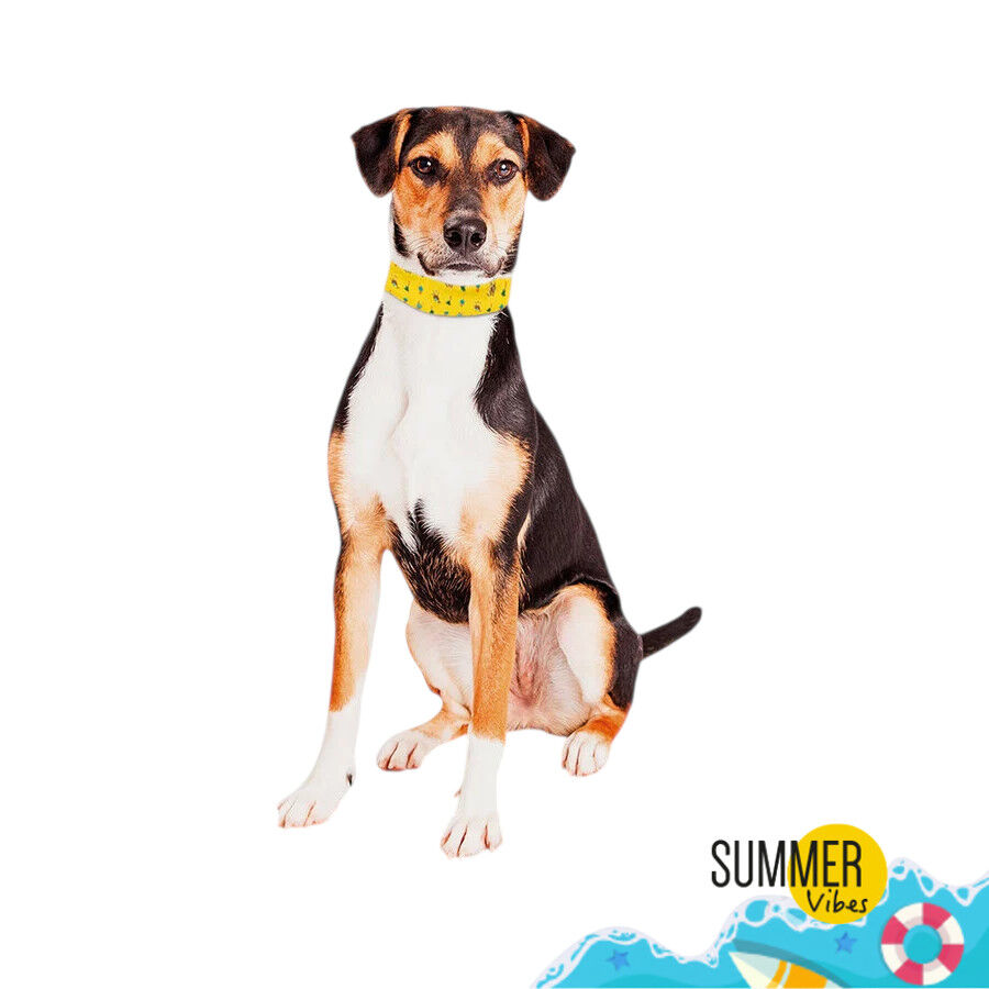 Summer Vibes Bandana refrescante para c&atilde;es, , large Imagem n&uacute;mero 2
