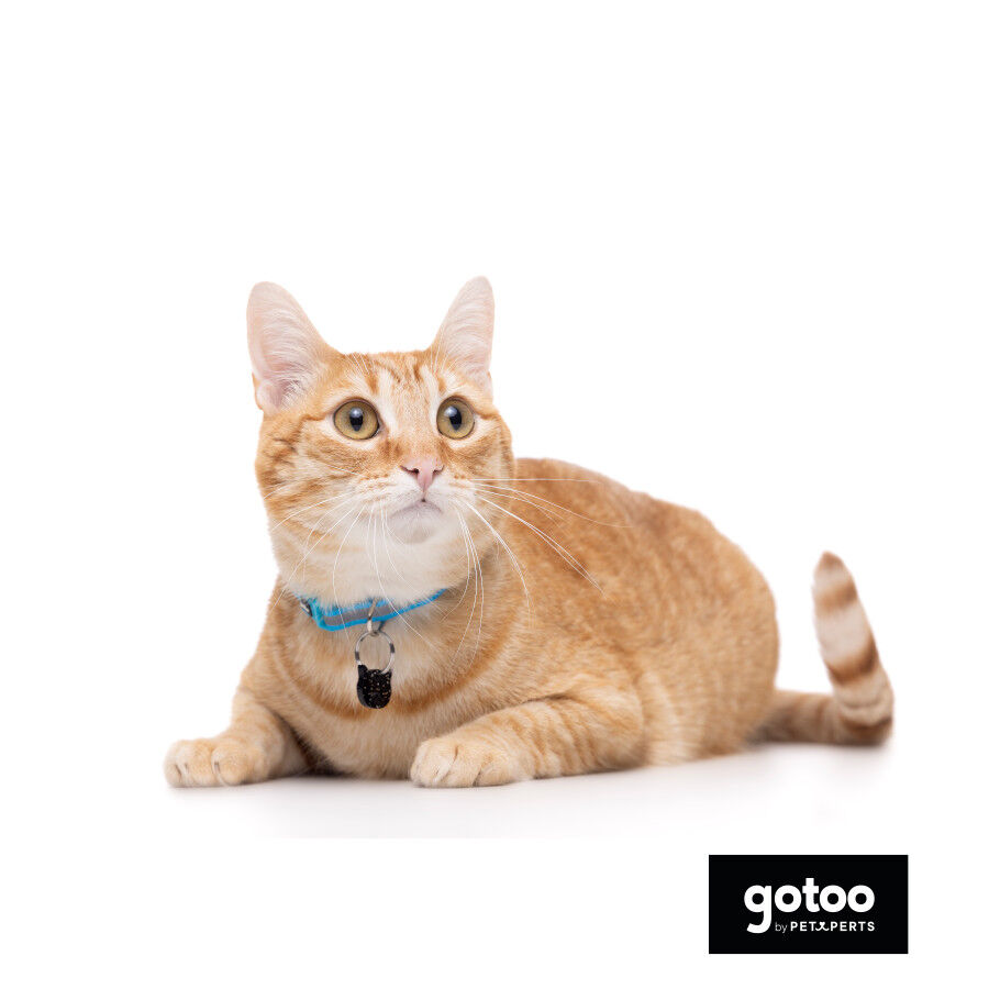 Gotoo Coleira nylon azul para gatos, , large Imagem n&uacute;mero 3