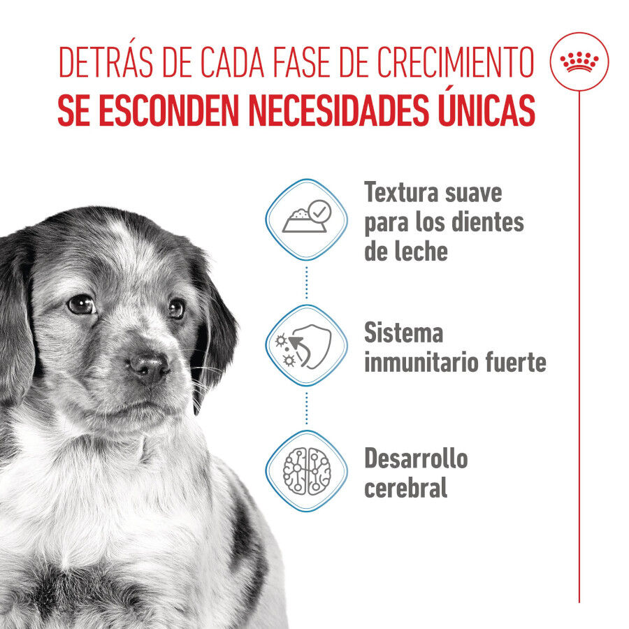 140 g Royal Canin Medium Puppy saquetas para c&atilde;es, , large Imagem n&uacute;mero 3