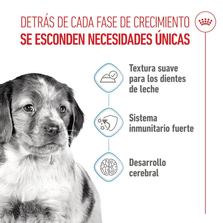 140 g Royal Canin Medium Puppy saquetas para cães,  Imagem número 3 140 g Royal Canin Medium Puppy saquetas para cães, , large Imagem número 3
