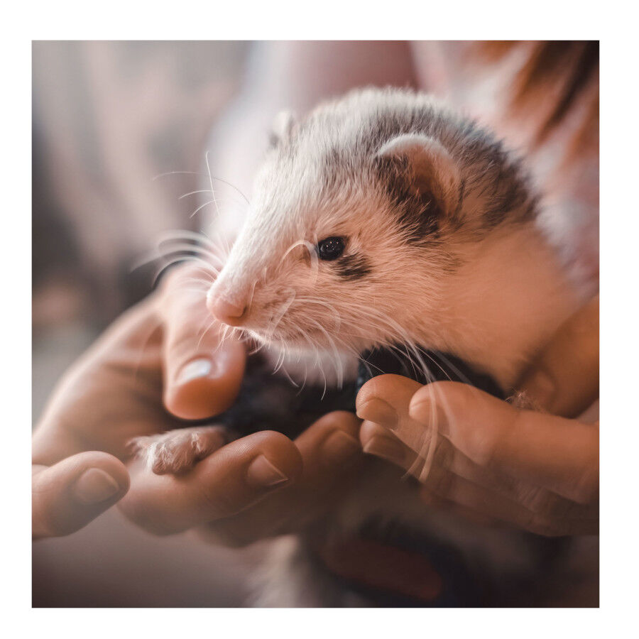 Beaphar snack de malte digestivos de fur&otilde;es, , large Imagem n&uacute;mero 2