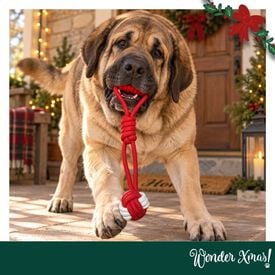 Wonder Christmas Bola com Corda Brinquedo para c&atilde;es