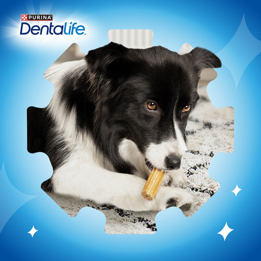 4 sticks Dentalife Snacks Dent&aacute;rios para c&atilde;es de ra&ccedil;a grande, , large Imagem n&uacute;mero 7