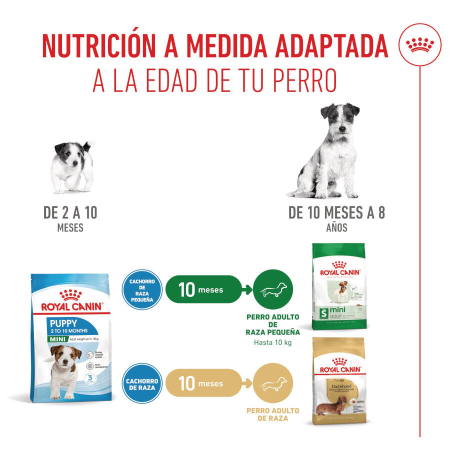 8 kg Royal Canin Mini Puppy ra&ccedil;&atilde;o para c&atilde;es, , large Imagem n&uacute;mero 7