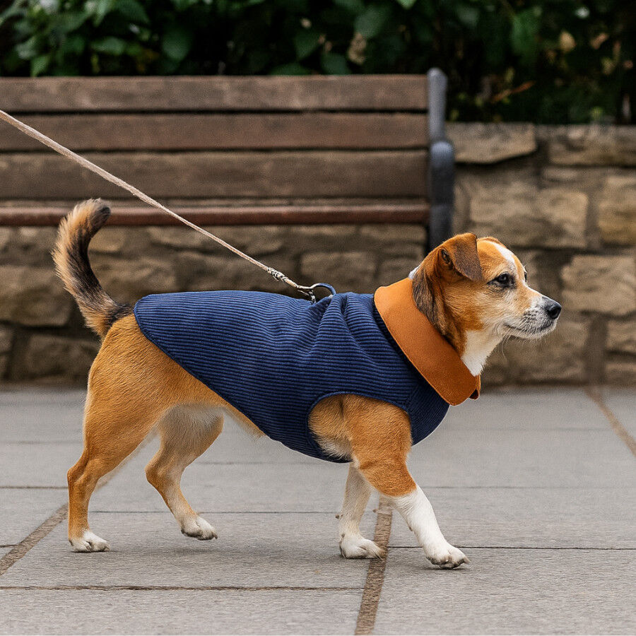 Outech Casaco Estilo Aviador Rosa e Azul para c&atilde;es, , large Imagem n&uacute;mero 1