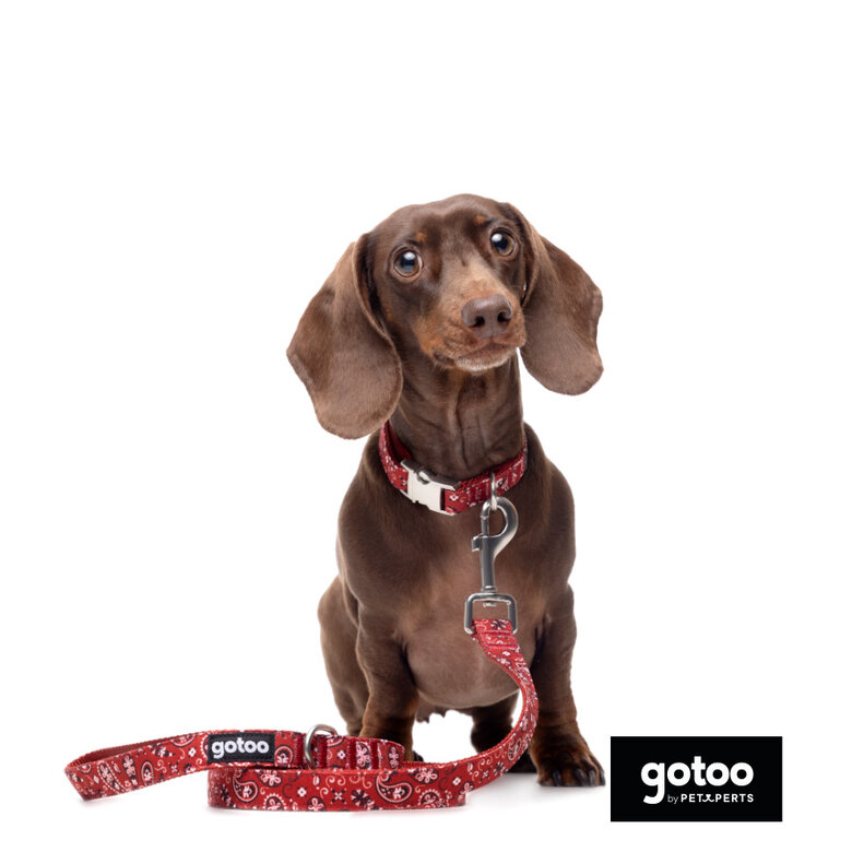 Gotoo Trela estampada de caxemira vermelha para cão,  Imagem número 3 Gotoo Trela estampada de caxemira vermelha para cão, , large Imagem número 3