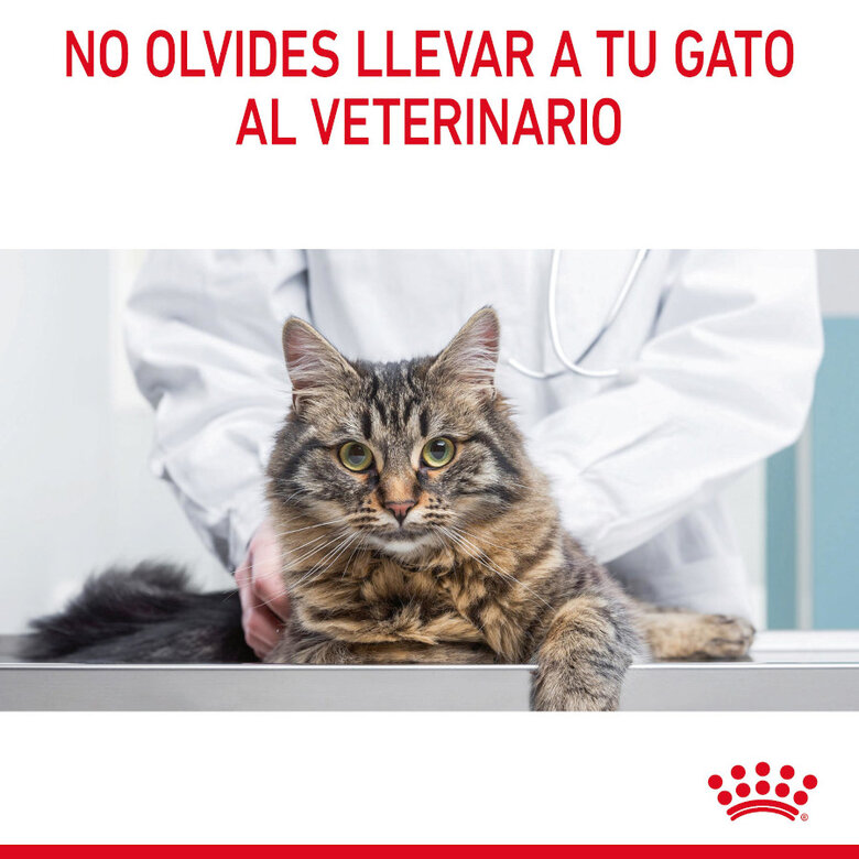 85 g Royal Canin Hairball Care Saquetas em Gelatina para gatos,  Imagem número 3 85 g Royal Canin Hairball Care Saquetas em Gelatina para gatos, , large Imagem número 3