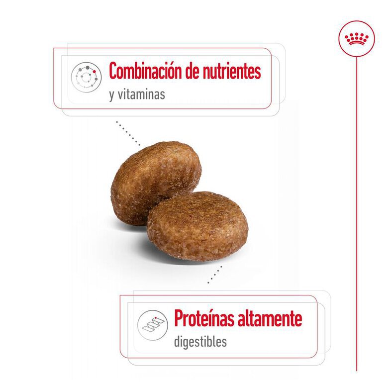 15 kg Royal Canin Maxi Adult 5+ ração para cães seniores de raça grande,  Imagem número 7 15 kg Royal Canin Maxi Adult 5+ ração para cães seniores de raça grande, , large Imagem número 7