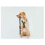 Dukier Space Trela com Estampado do Espaço para cães , , large Indicador imagem número 2