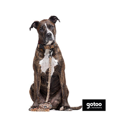 Gotoo Trela estampada leopardo castanha para cães