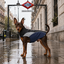 Gotoo Capa de Chuva Refletora Azul-Acinzentada para c&atilde;es, , large Indicador imagem n&uacute;mero 1