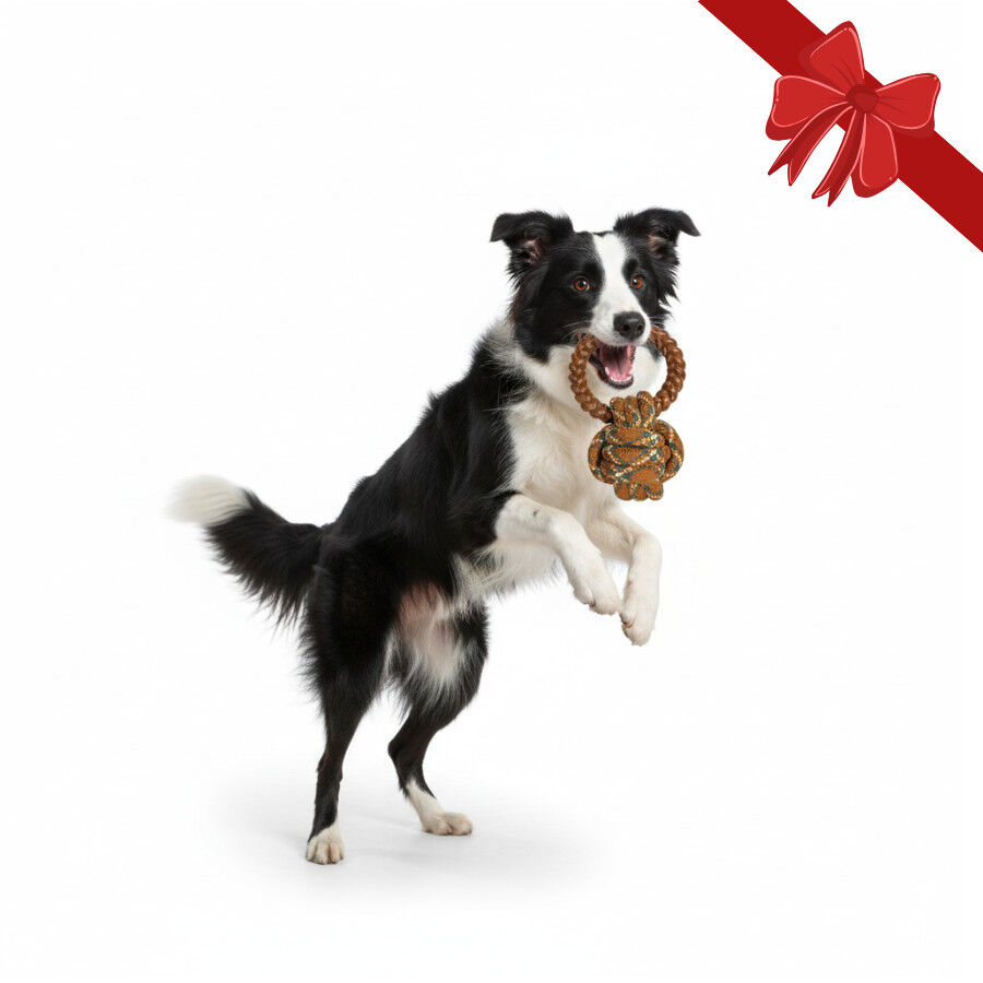 Wonder Christmas Bola com Corda e Mordedor Natal&iacute;cio para C&atilde;es, , large Imagem n&uacute;mero 1