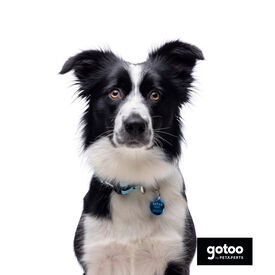 Gotoo Coleira mesh turquesa para cães