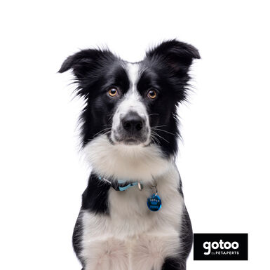 Gotoo Coleira mesh turquesa para cães