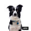 Gotoo Coleira mesh turquesa para cães, , large Indicador imagem número 5